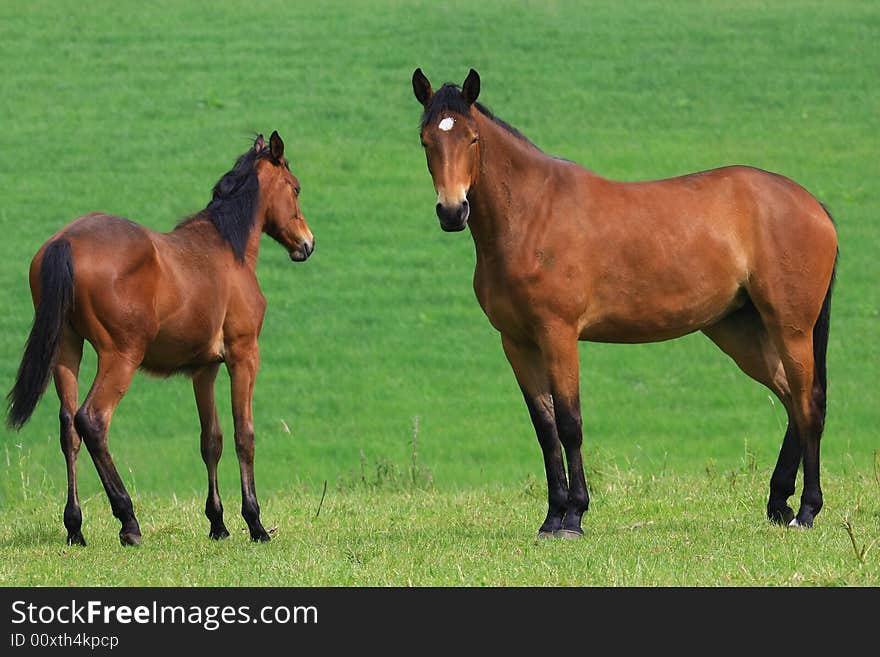 Horses standing outside in the spring sun