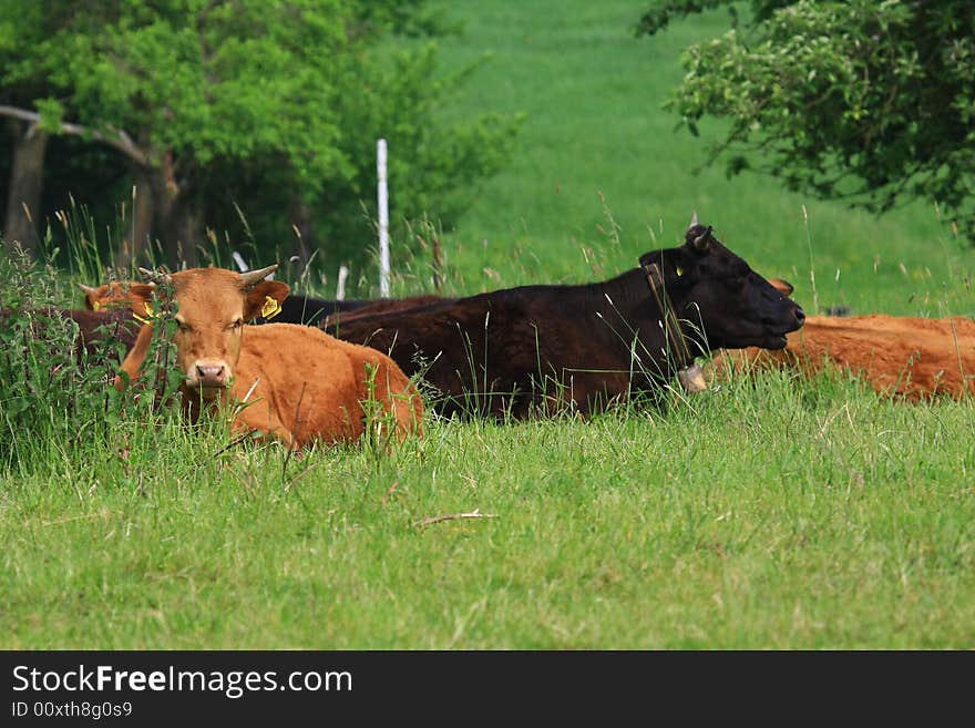 Some cows in the nature