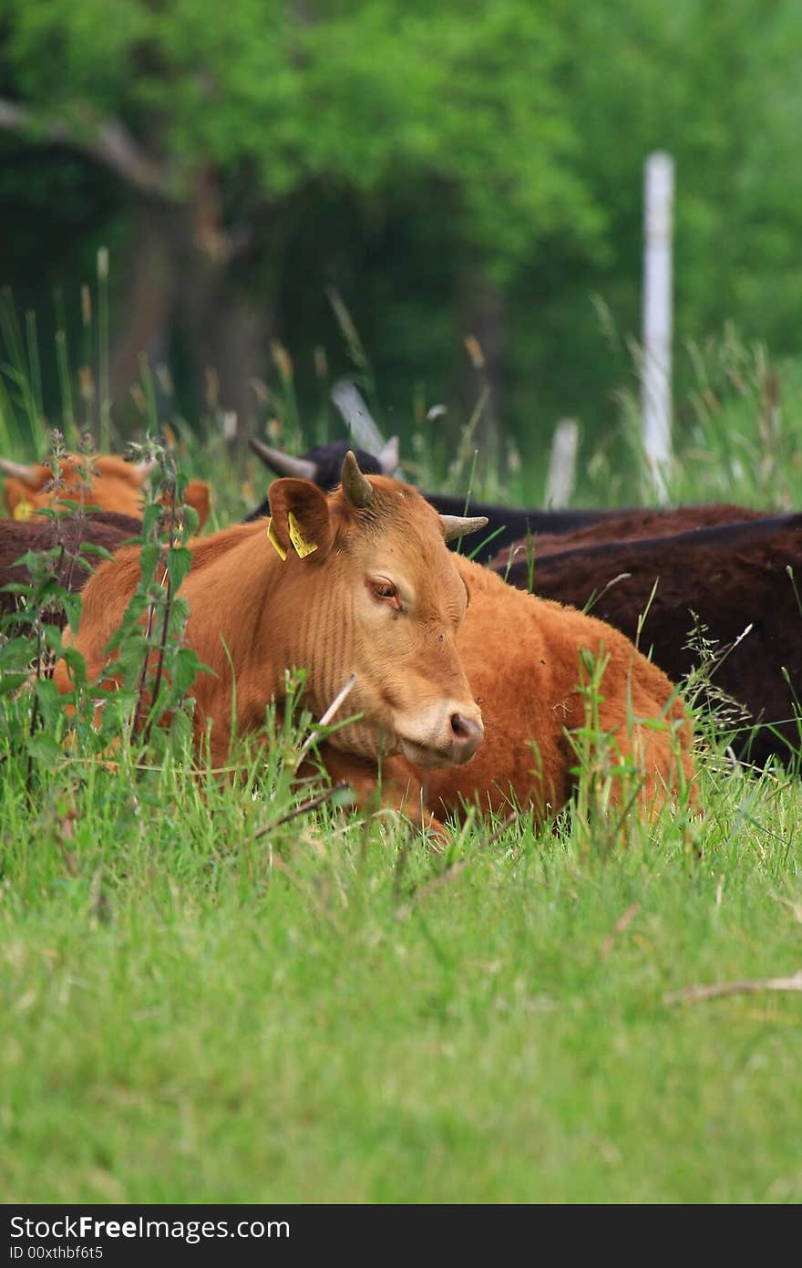 Some cows in the nature