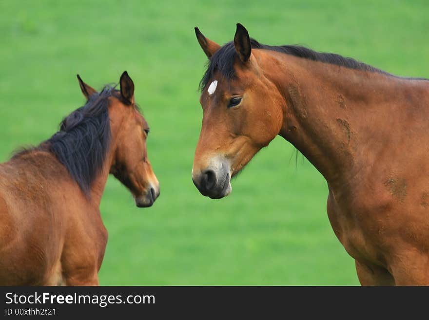 Horses standing outside in the spring sun