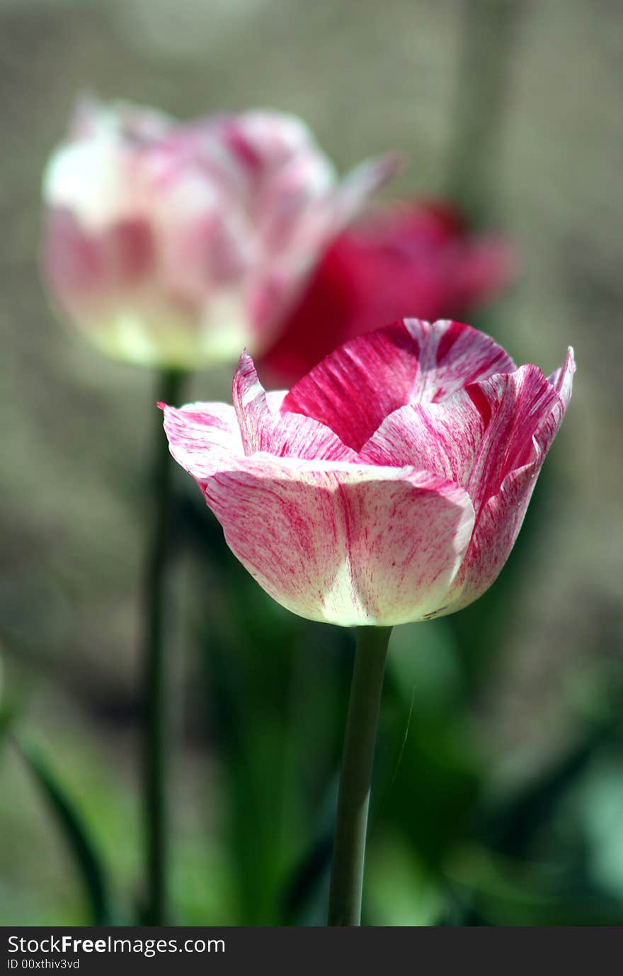 Tulip violet colors