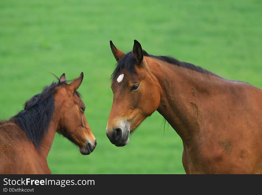 Horses standing outside in the spring sun