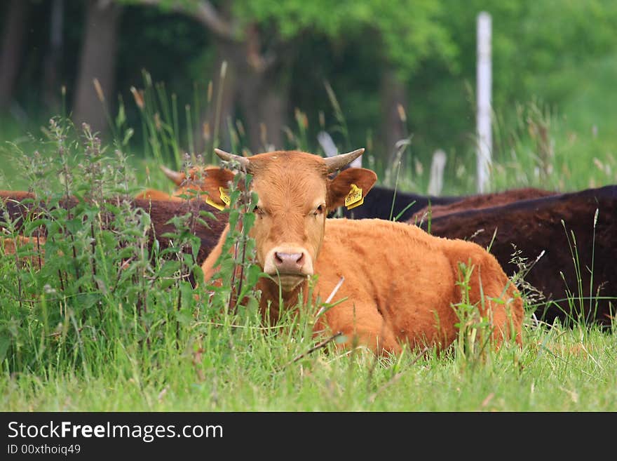 Some cows in the nature