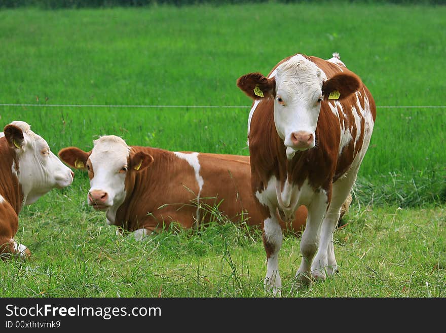 Some cows in the nature