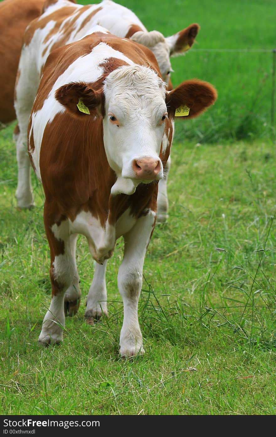 Some cows in the nature