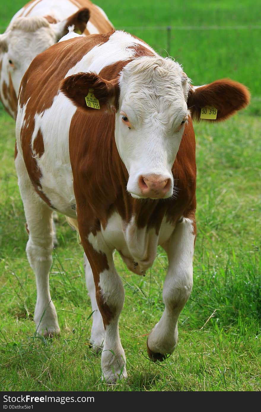 Some cows in the nature