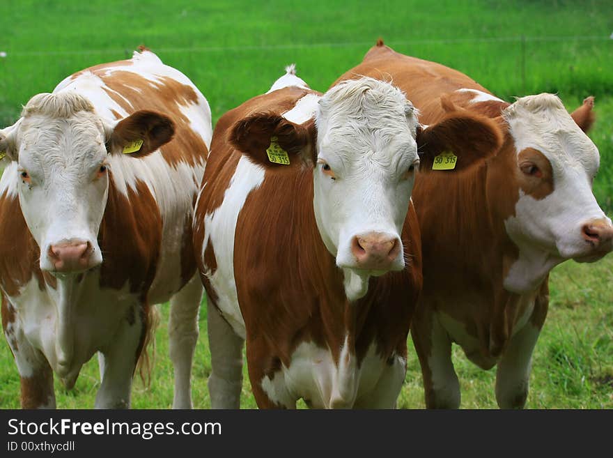 Some cows in the nature