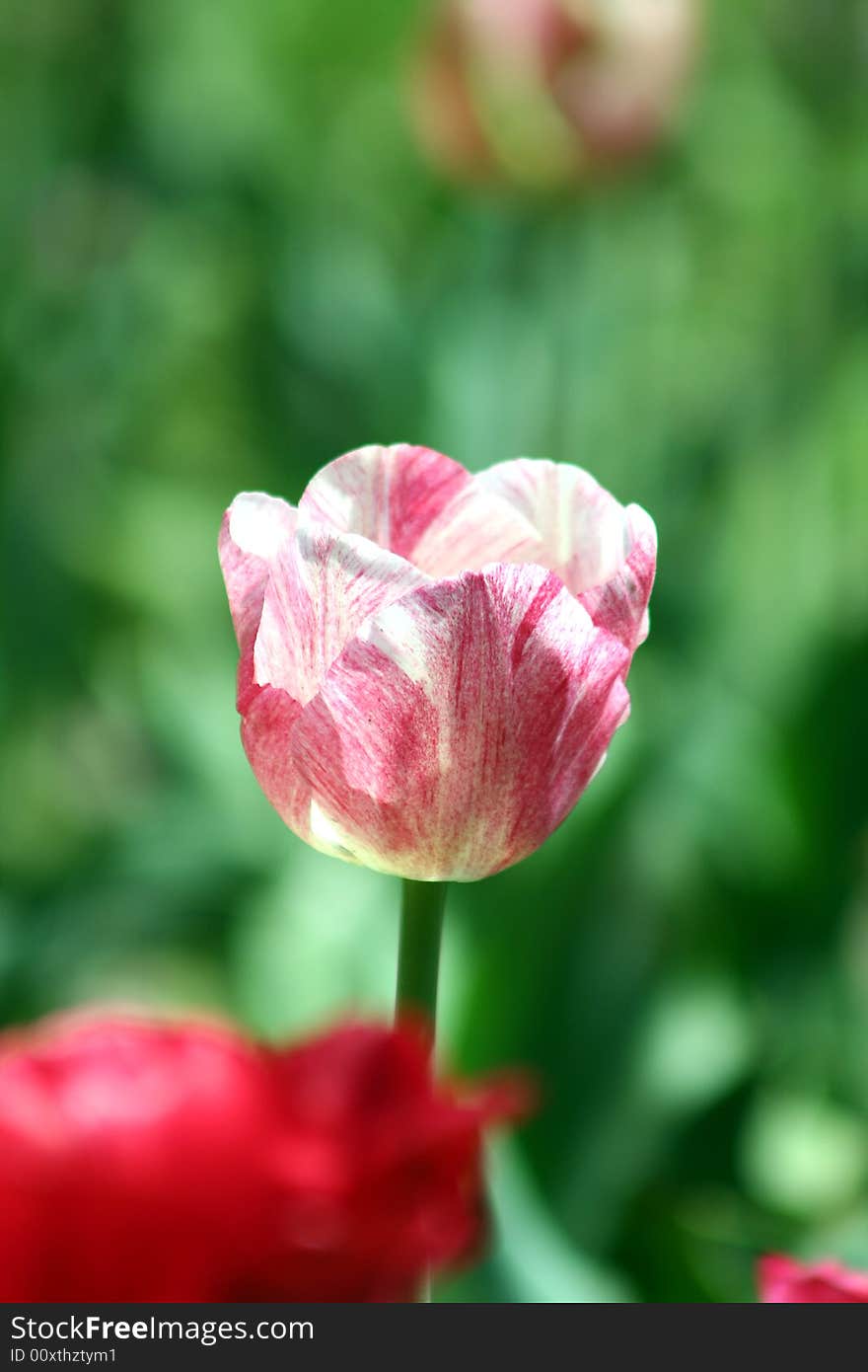 Tulip Violet Colors