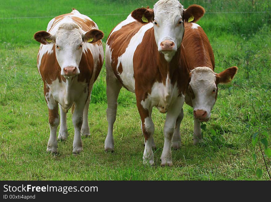 Some cows in the nature