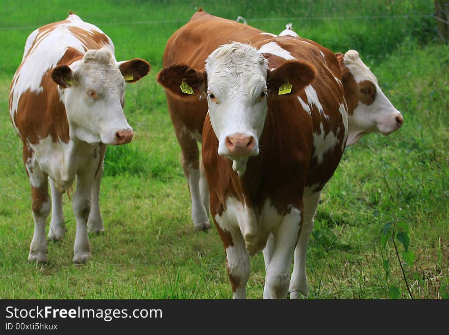 Some cows in the nature