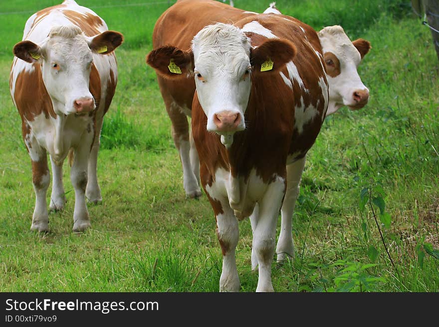 Some cows in the nature