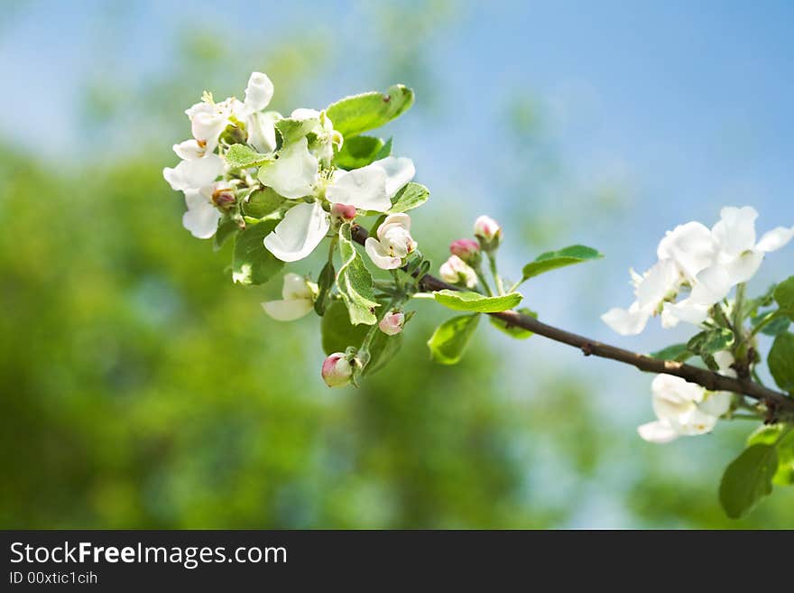 Blossoming Branch