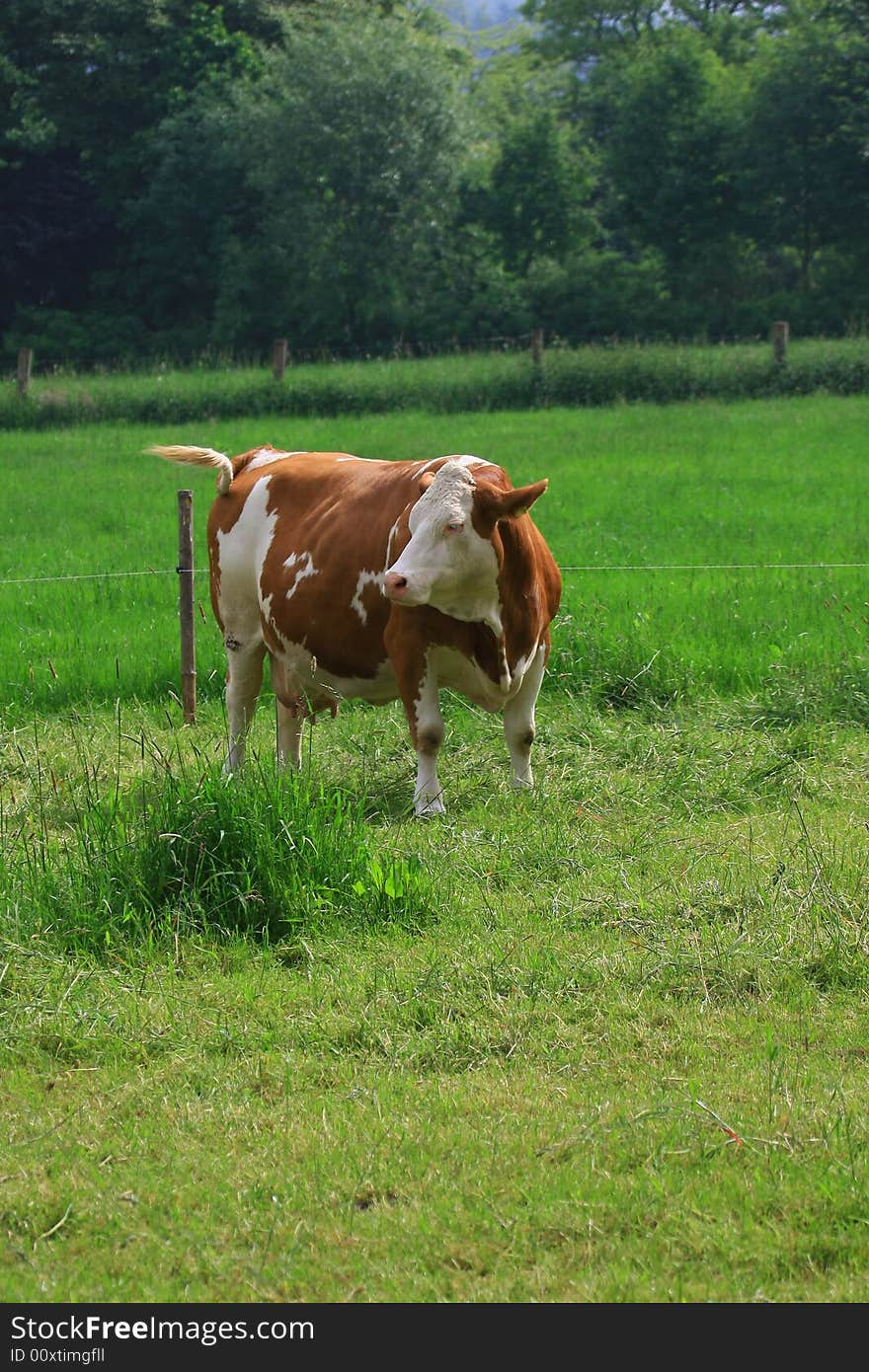 A cow in the nature