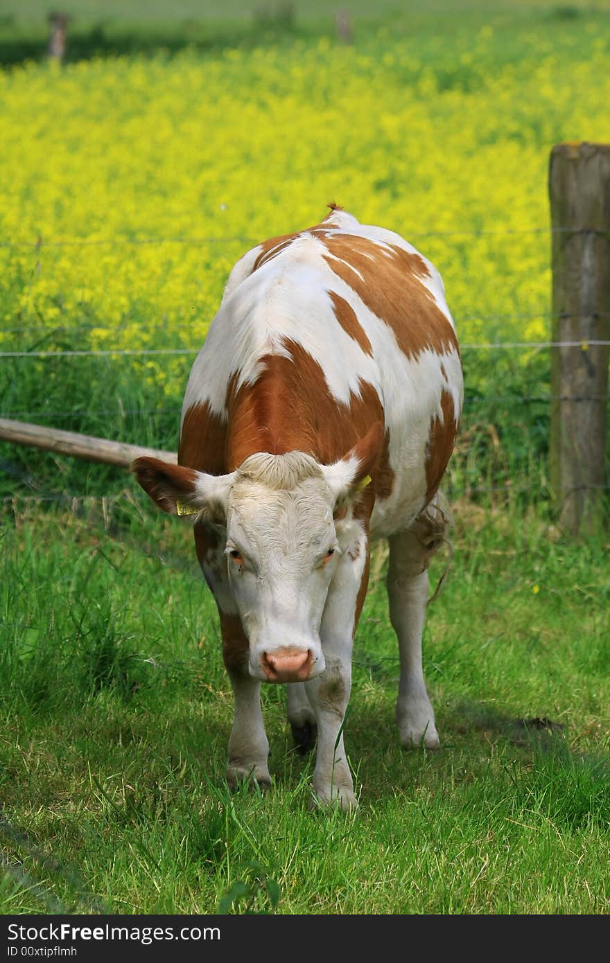 A cow in the nature