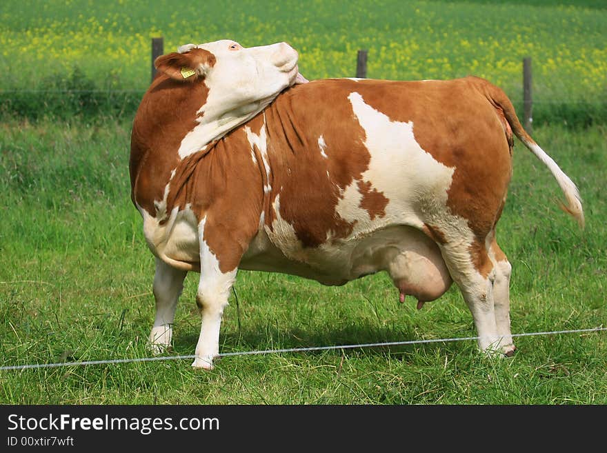 Cow