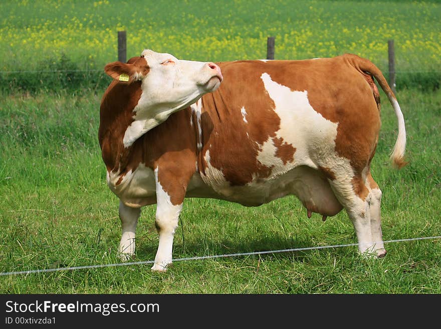 Cow