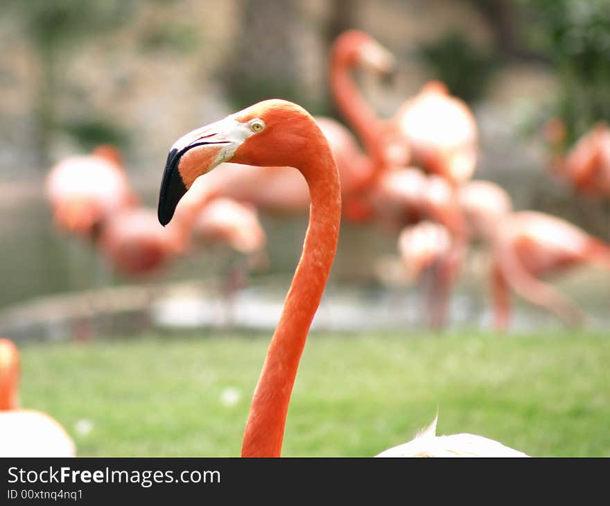 Close up photo of a flamingo's head. Close up photo of a flamingo's head