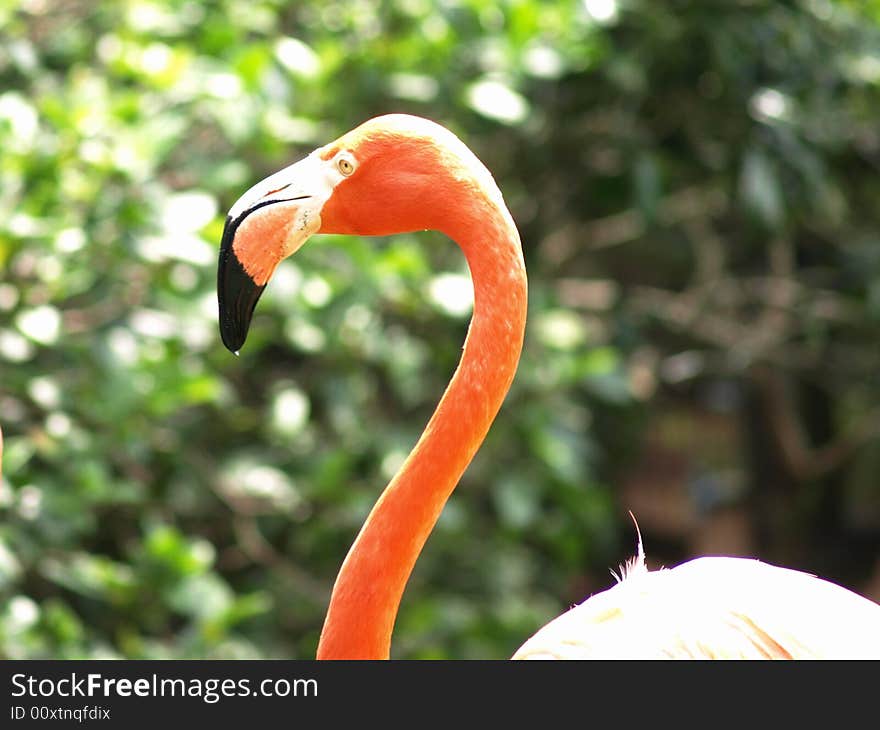 Close up photo of a flamingo's head and back. Close up photo of a flamingo's head and back