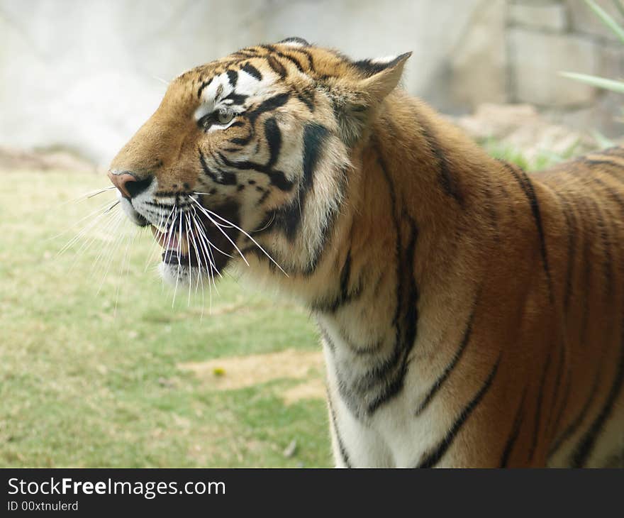 Close up photo of a tiger facing left. Close up photo of a tiger facing left