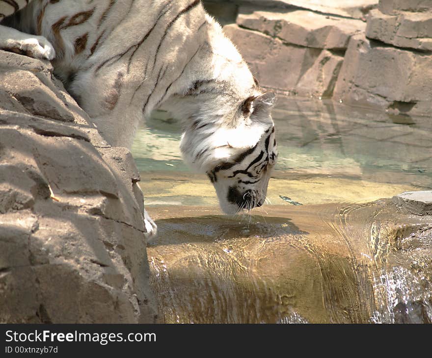 White Tiger Drinking, Close Up