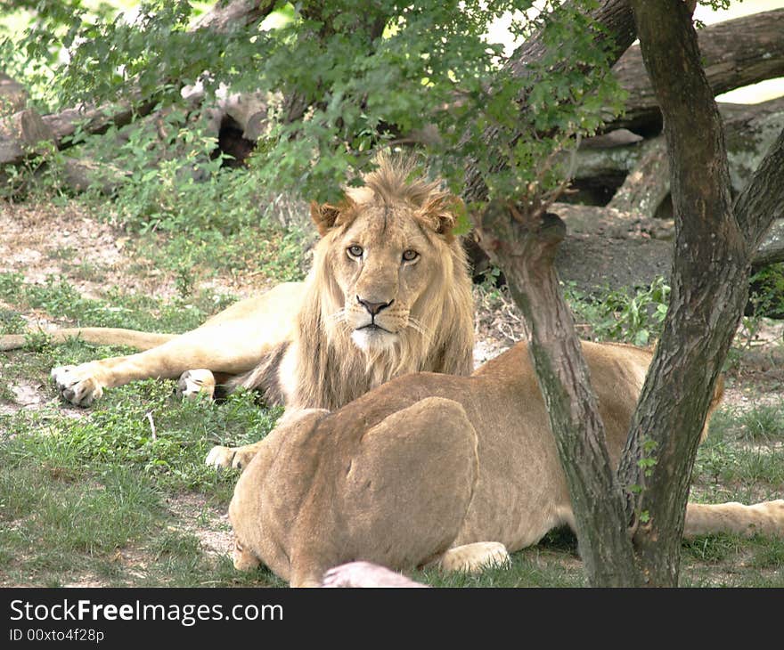 Lion couple resting in the shade.