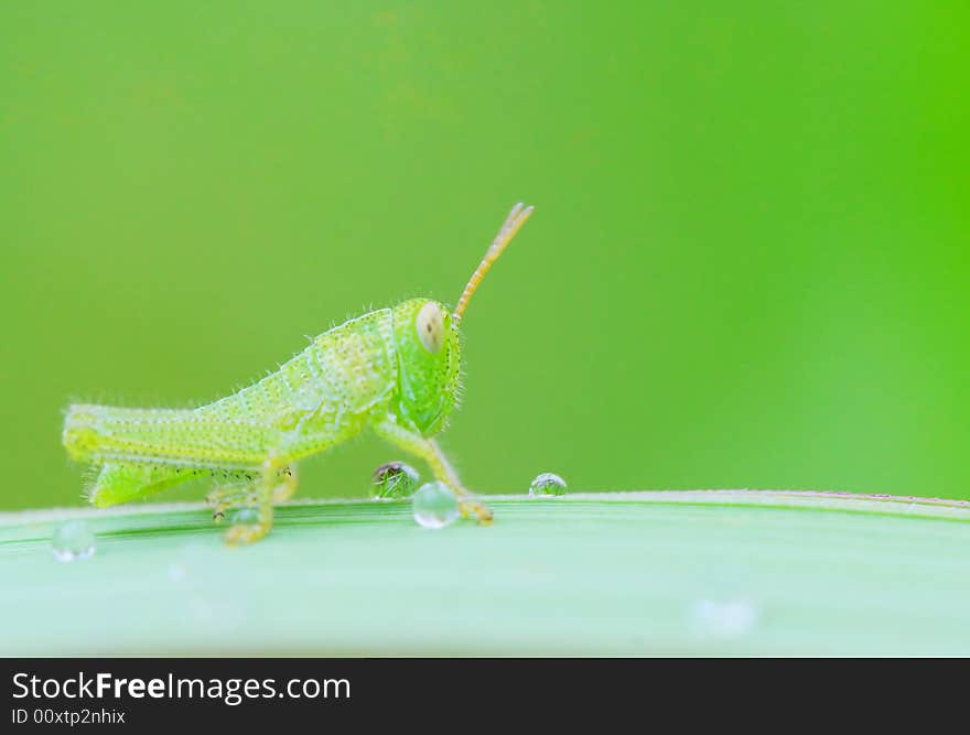 The grasshopper falling a leaf of a grass .