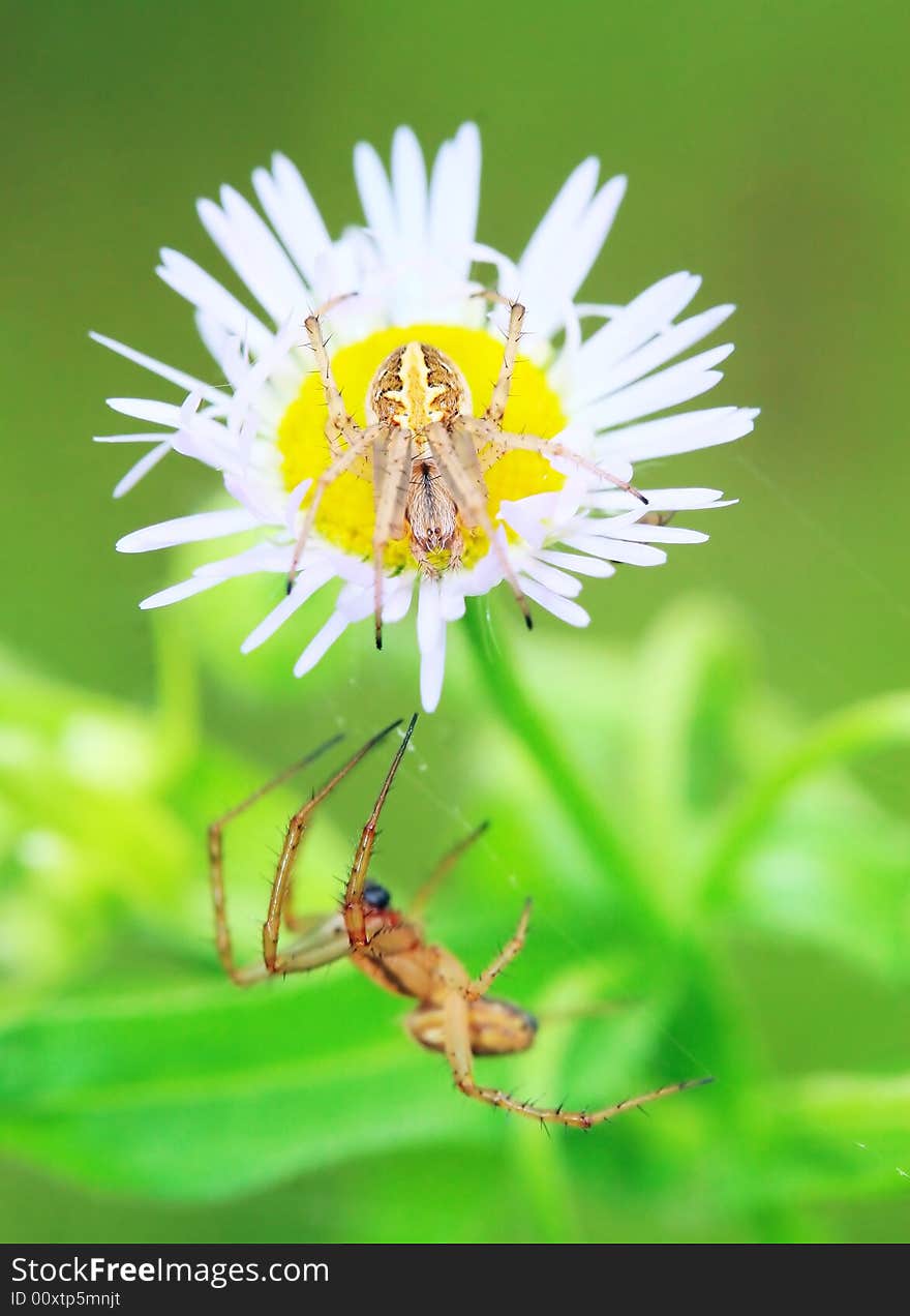 The Spide And The Marguerite