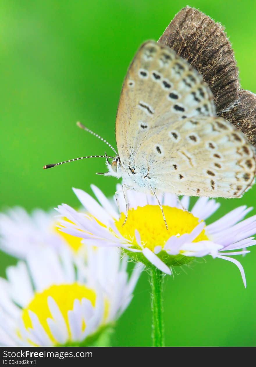 The butterfly fall a plant .
shoot it in a garden . The butterfly fall a plant .
shoot it in a garden .