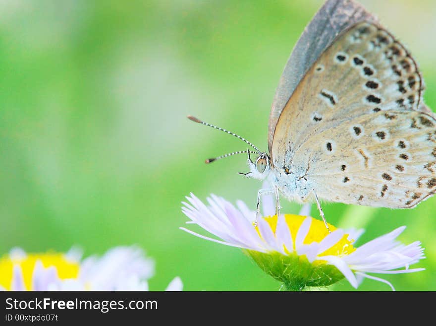 The butterfly fall a plant .
shoot it in a garden .