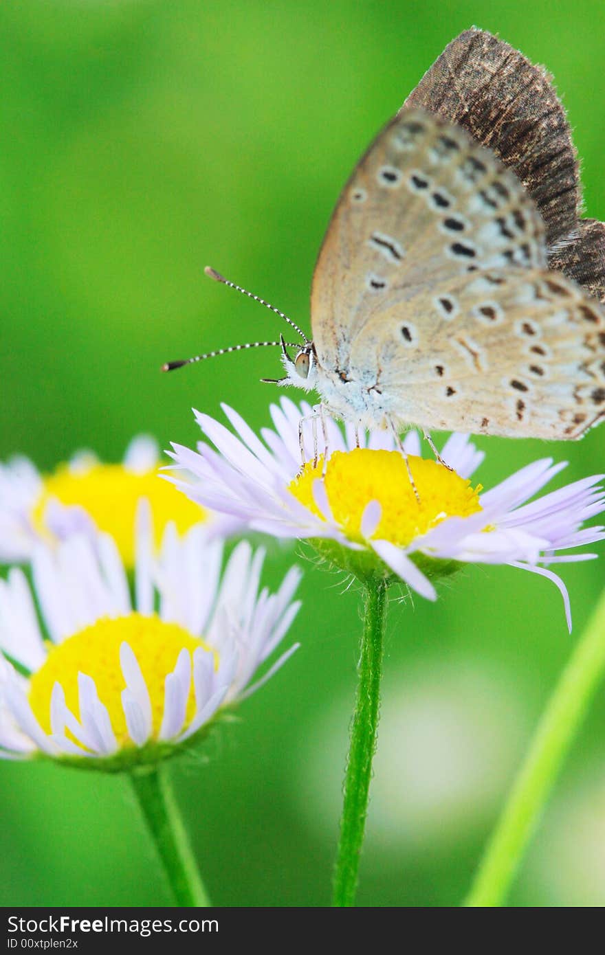 The butterfly fall a plant .
shoot it in a garden .