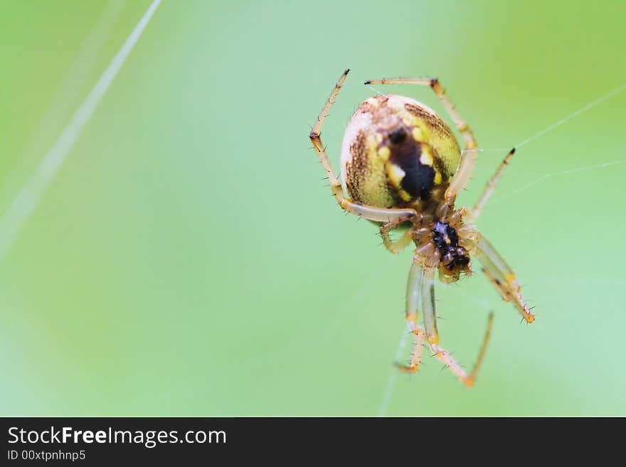 The spider, shoot it in a garden .