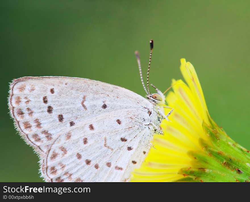 The butterfly fall a plant .
shoot it in a garden .