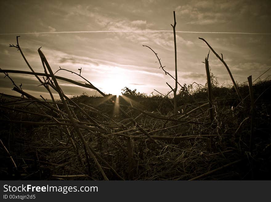 Setting Sun On Bracken Field