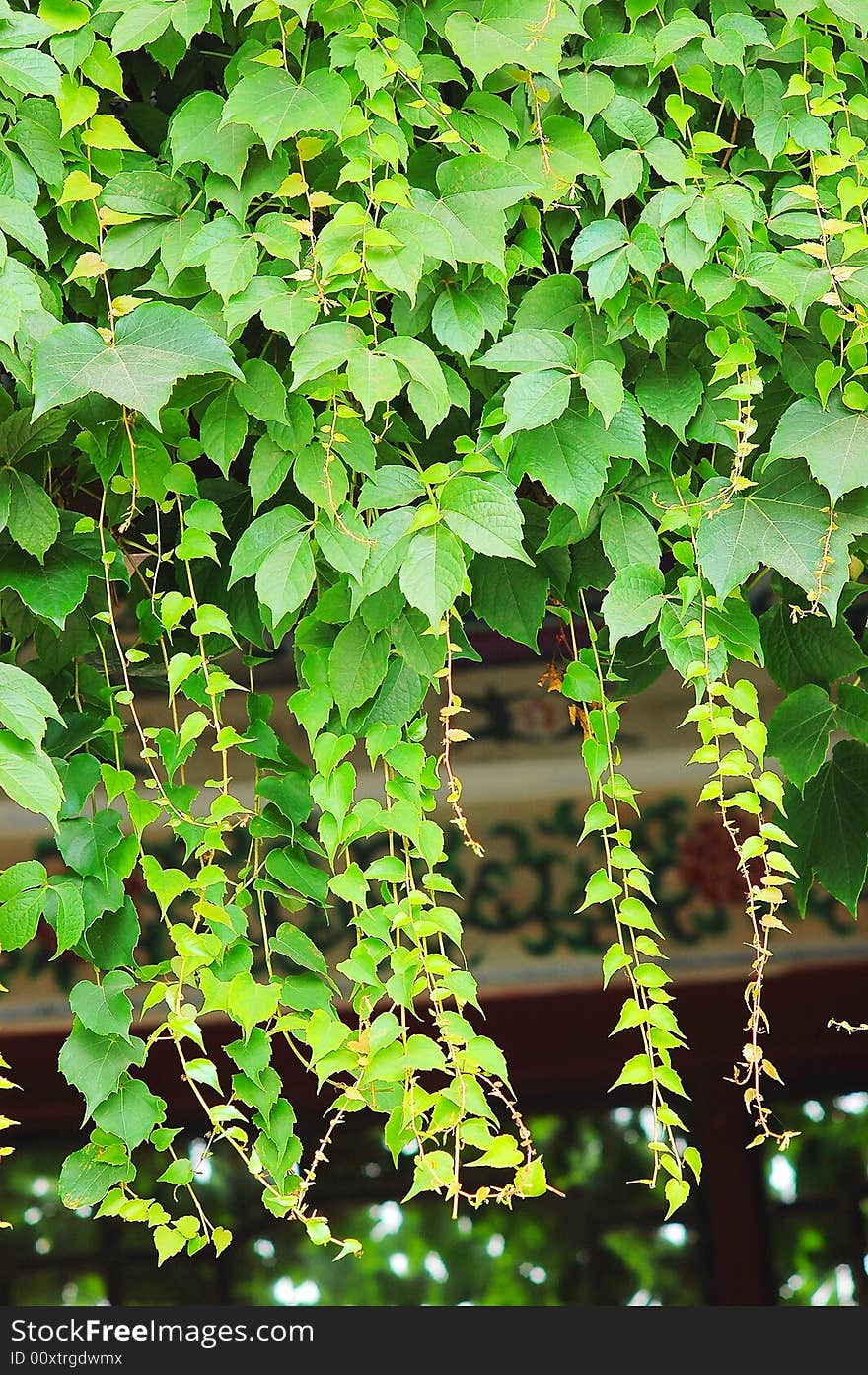 The leaf in the sunshine  of the plant in a garden. The leaf in the sunshine  of the plant in a garden