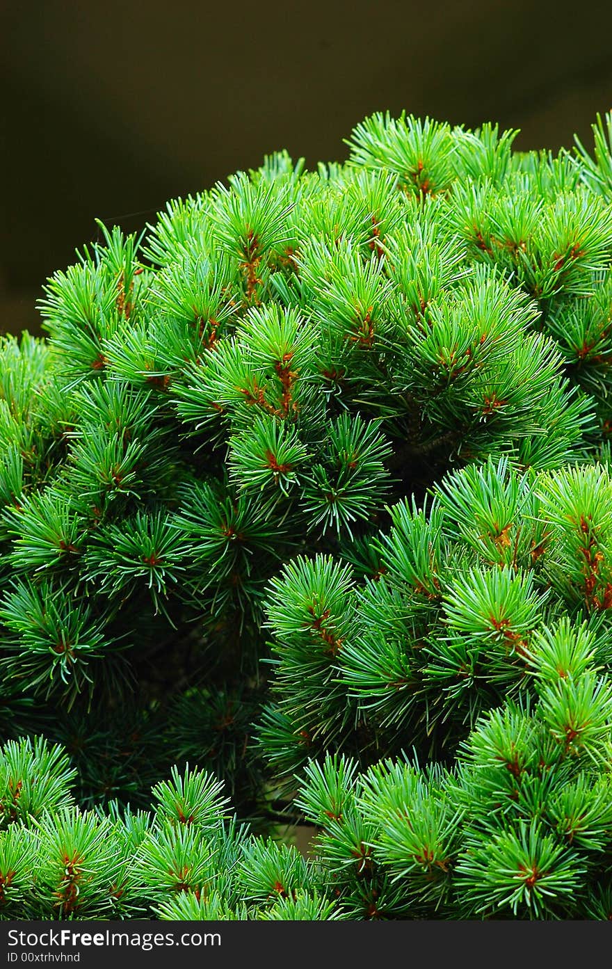 The pine of miniascape in a garden china