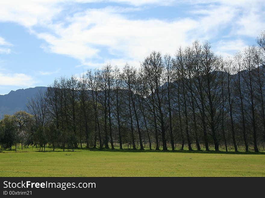 Line of trees at a vineyard in the Cape Winelands, South Africa