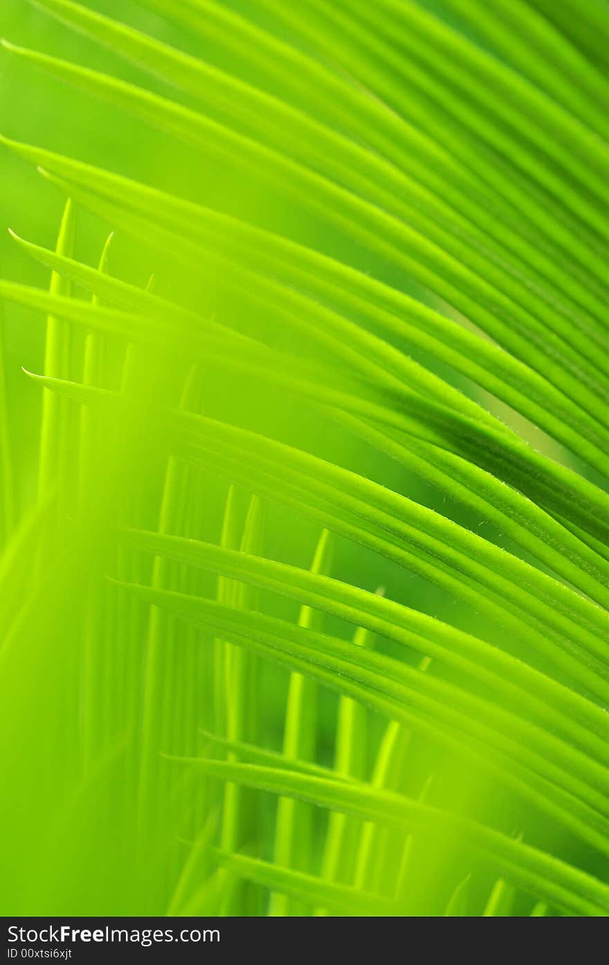 The verdure weaving new leaves on a cycad tree in the sunshine。. The verdure weaving new leaves on a cycad tree in the sunshine。