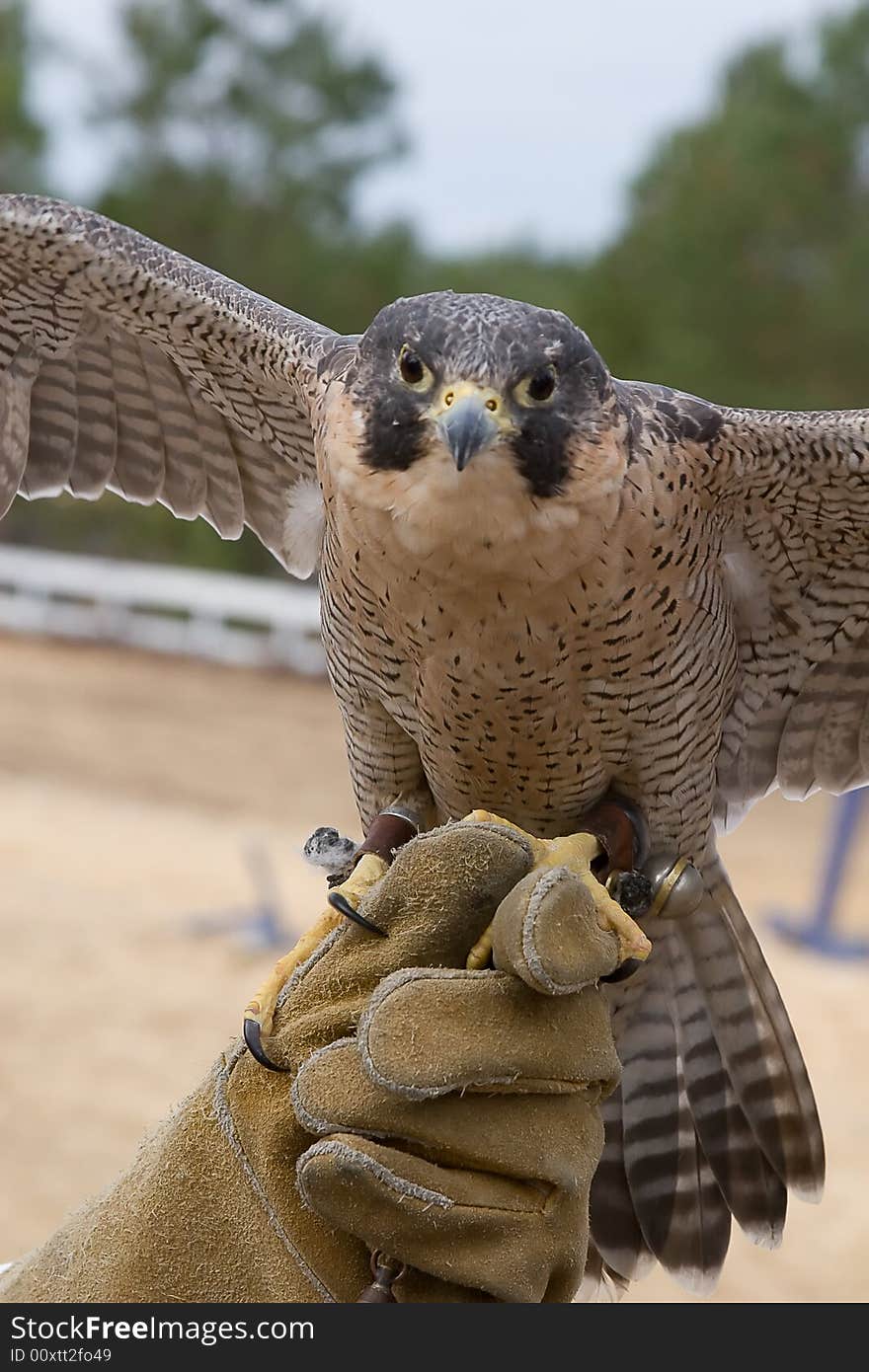 Birds of Prey Exhibition, Louisiana Renaissance Festival. Birds of Prey Exhibition, Louisiana Renaissance Festival