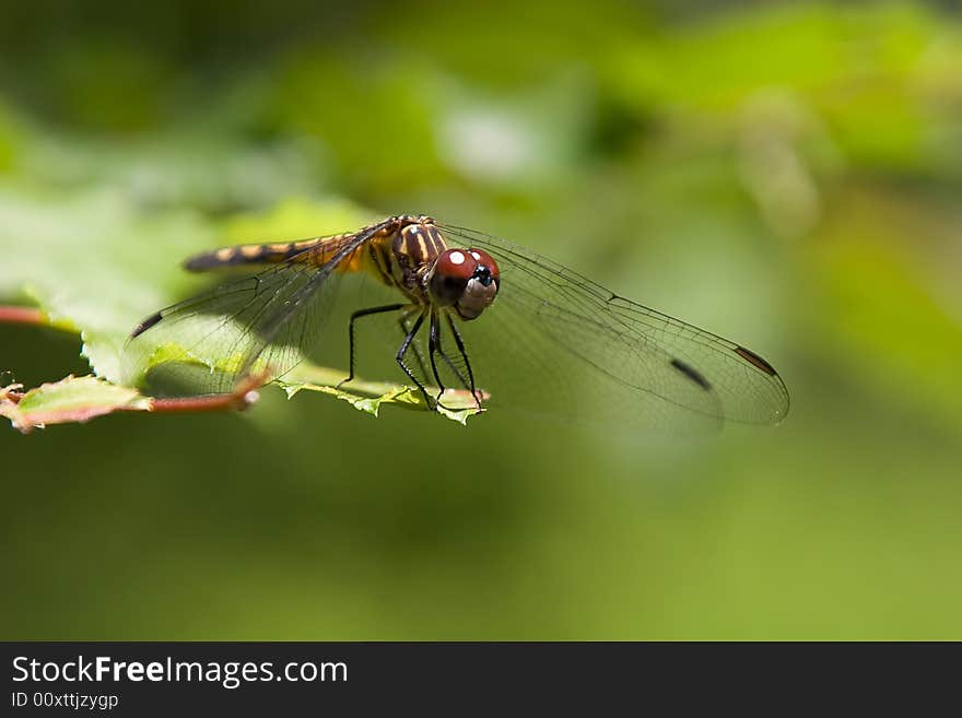 Dragonfly at Rest