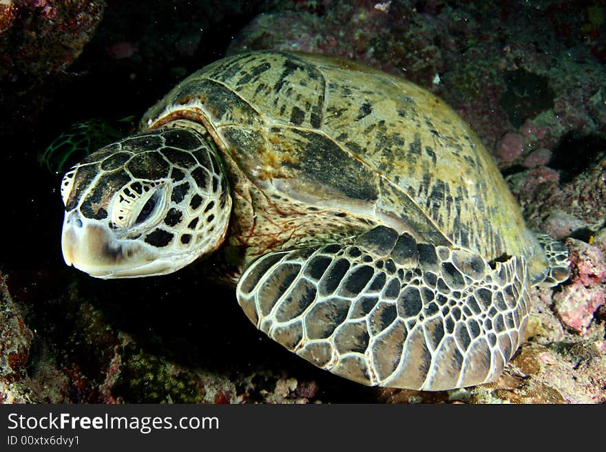 Green turtle resting on the reef