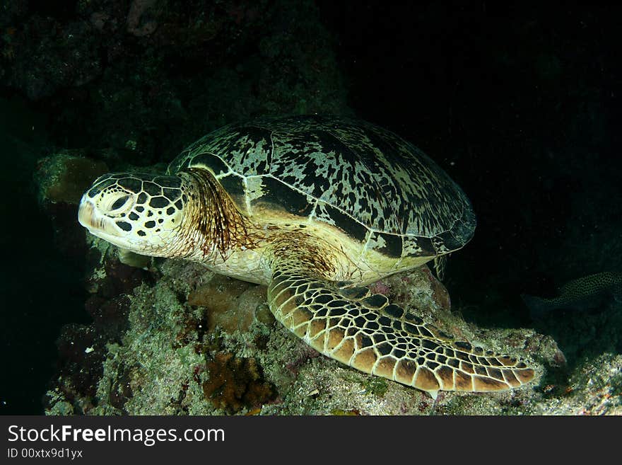 Green turtle resting on the reef