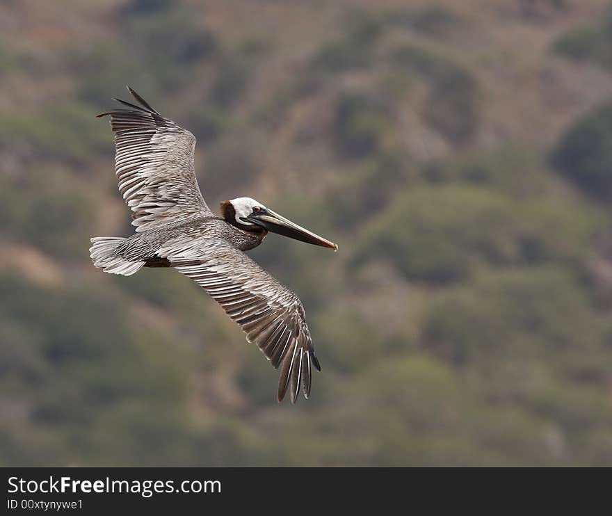 Brown Pelican (pelecanus occidentalis)