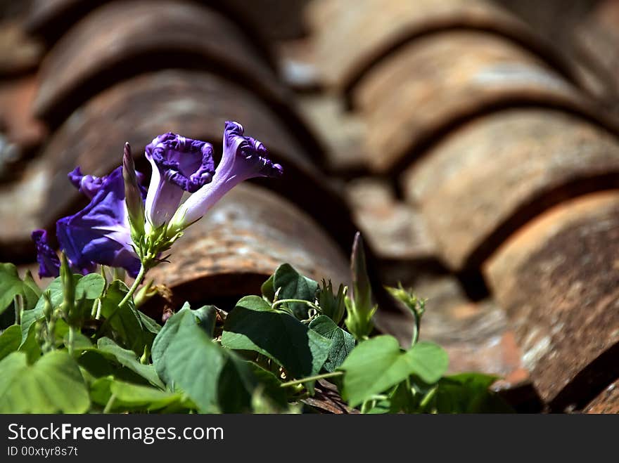 Violet flowers grow on a red tile roof. Violet flowers grow on a red tile roof