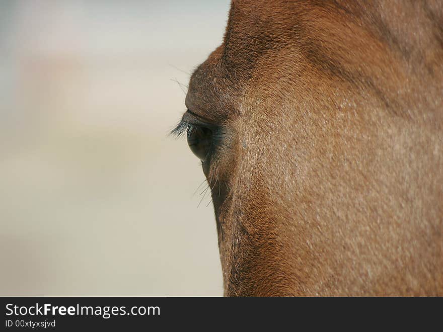 Close-up of eye of a brown quarterhorse. Los Angeles, California. Close-up of eye of a brown quarterhorse. Los Angeles, California.