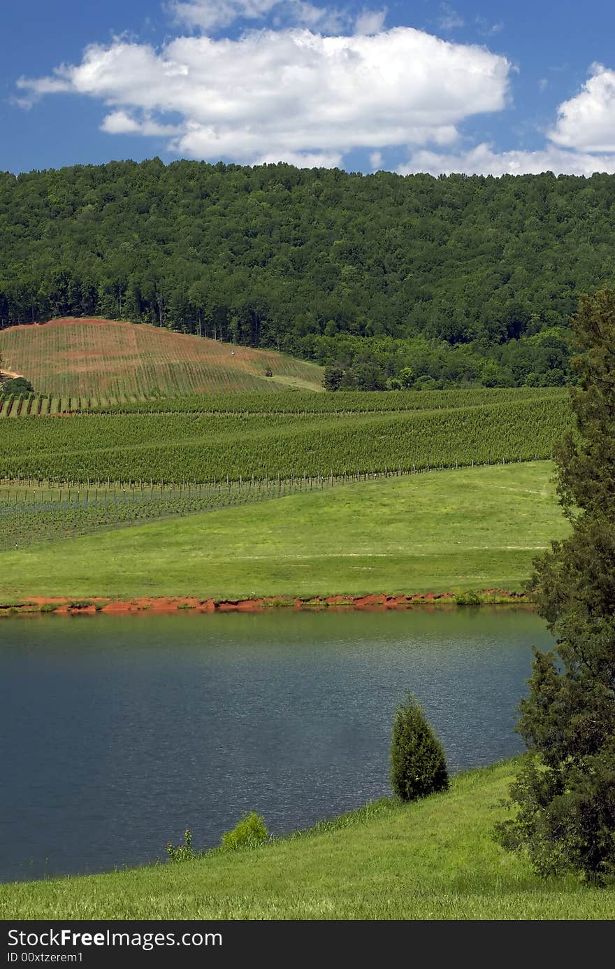 A vineyard sits between a lake and picturesque wooded mountains. A vineyard sits between a lake and picturesque wooded mountains