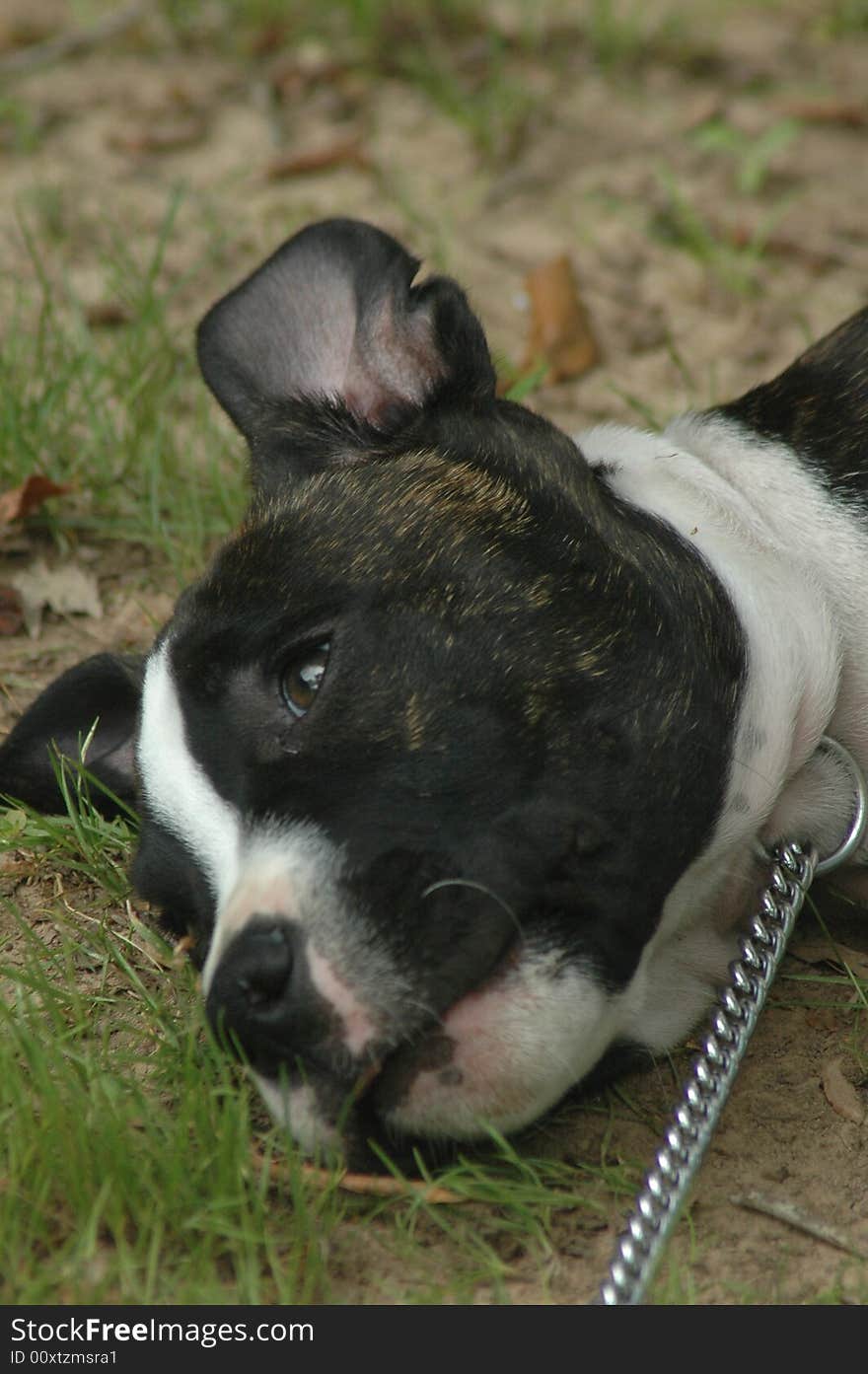 This is a photo of a puppy laying down thinking. This is a photo of a puppy laying down thinking.