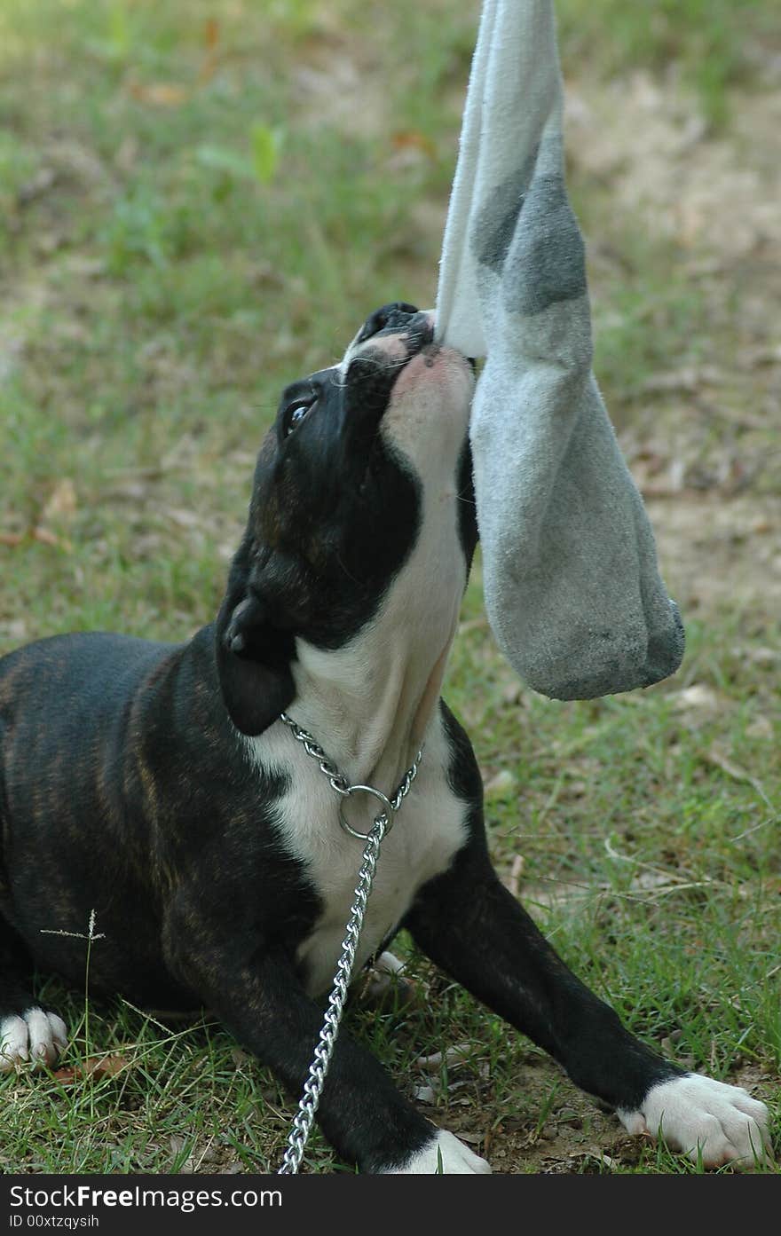 This is a photo of a puppy tugging on a sock. This is a photo of a puppy tugging on a sock.