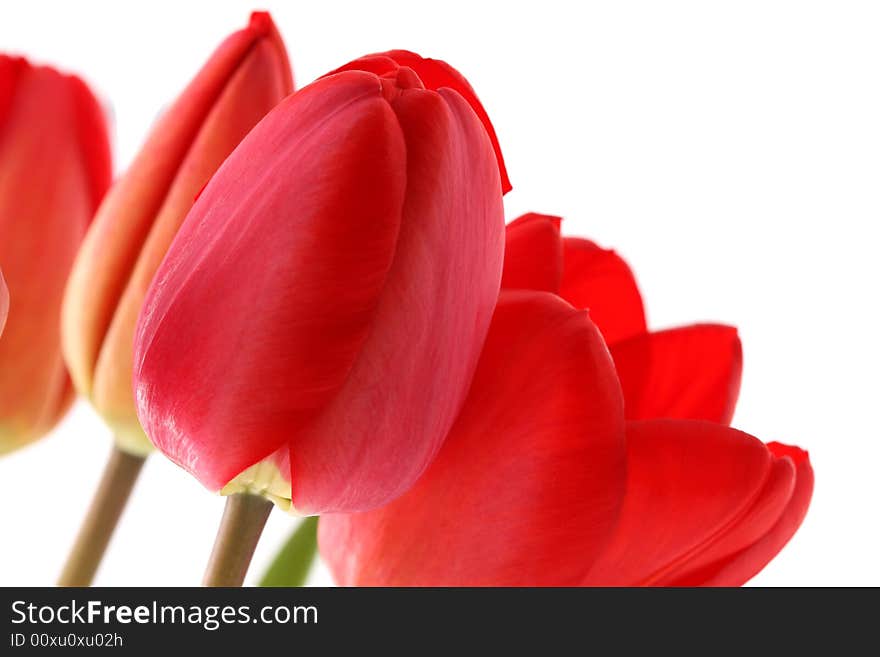 Bouquet of red tulips on a white background