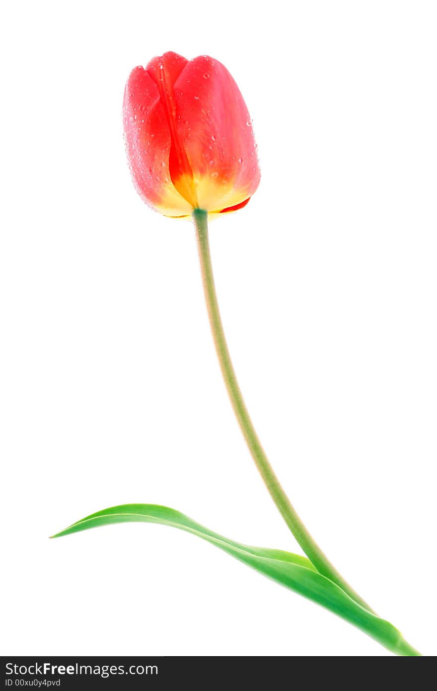 Red Tulip With Drops Of Dew