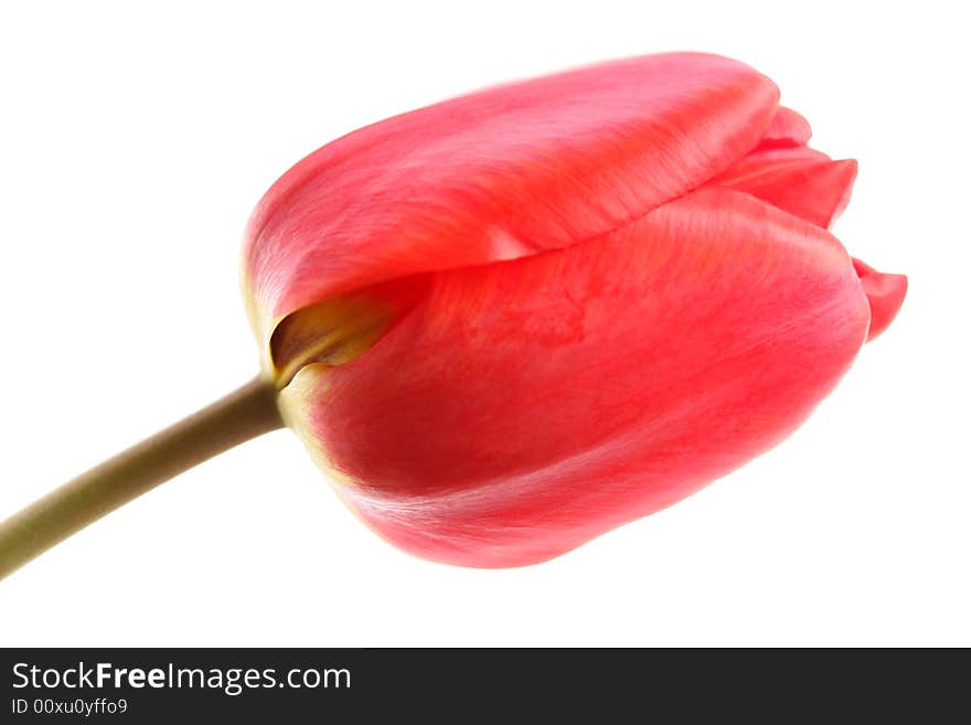 Red tulip on a white background